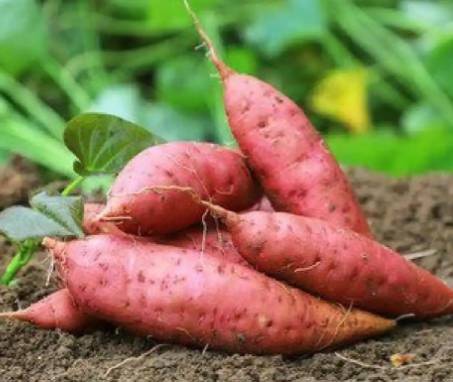 大航海时代的馈赠:明朝引入的异域风物与文明交融