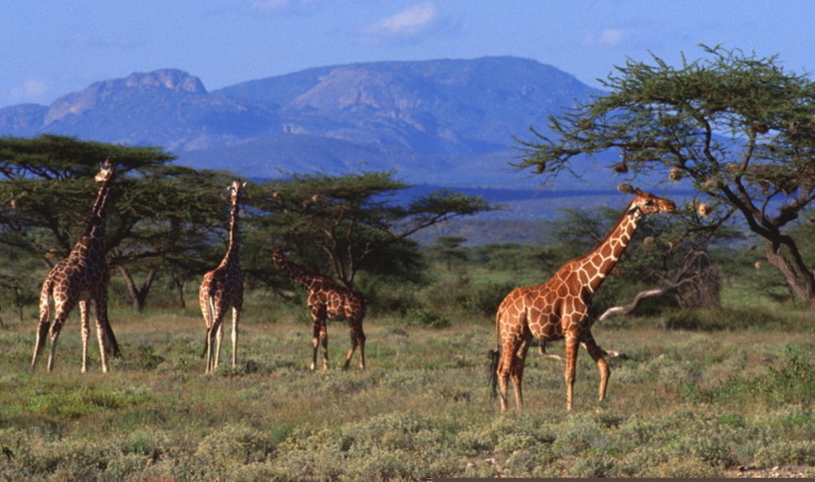 天马行空指打个最佳精准词语解谜  解释哪一个成语落实释义