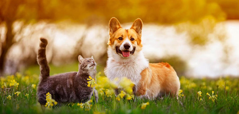 经典诗词绝对解析：龙飞沧海雨浪浪，回过头来三十里准确释义最佳成语解释